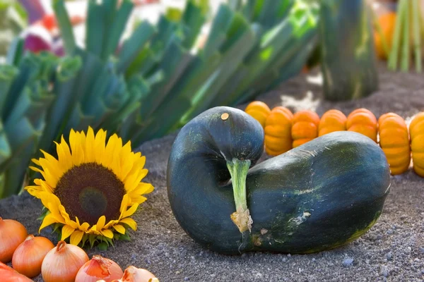 Nice vegetable marrow — Stock Photo, Image