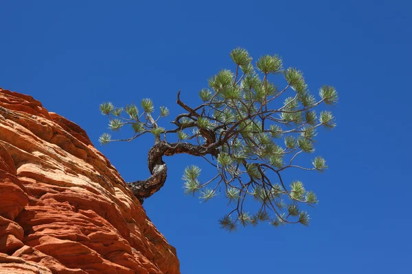 Il famoso "albero che salta" " — Foto Stock