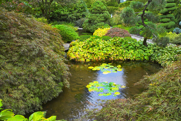 Lilies in a small pond of the Japanese garden in the big park