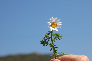 Bahar papatya el tutar