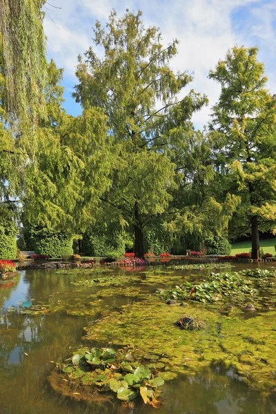 Magníficos árboles de piel en un estanque silencioso — Foto de Stock
