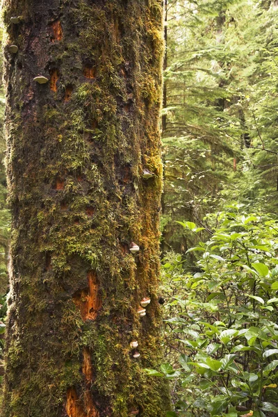 A fa törzse a moha alá tartozó — Stock Fotó