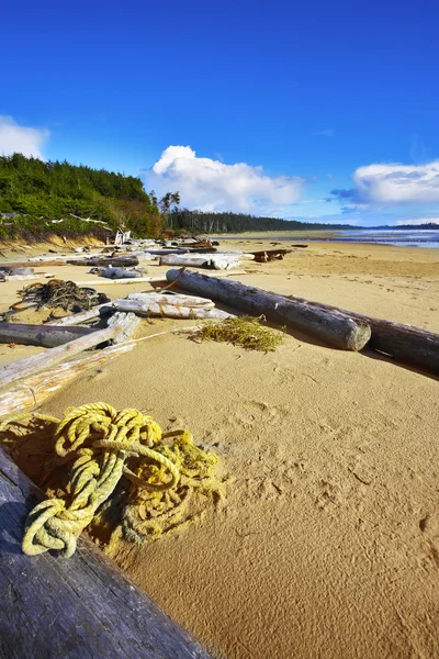Isla Vancouver, troncos, algas y árboles secos — Foto de Stock