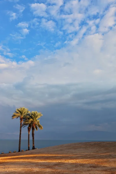 Plaża i palmy drzew na brzegu Morza Martwego — Zdjęcie stockowe
