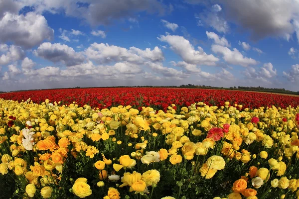 The field of yellow and red buttercups — Stock Photo, Image