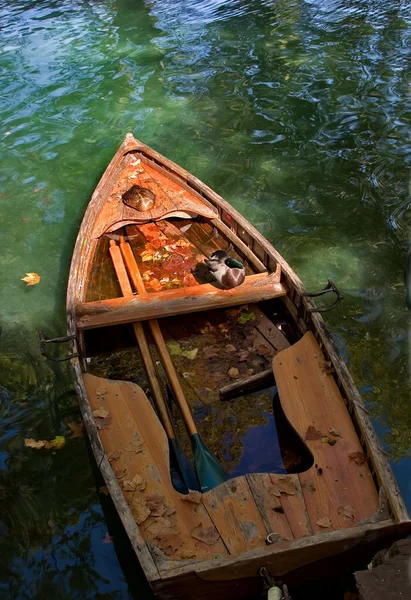 Madár a csónakban — Stock Fotó