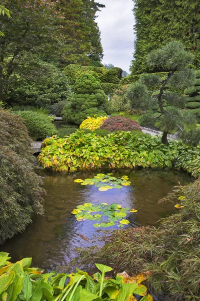 Shallow charming pond. — Stock Photo, Image