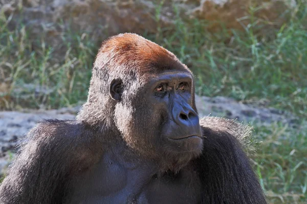 The gorilla in the zoo — Stock Photo, Image