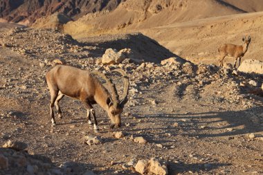 The goats in mountains of Eilat clipart