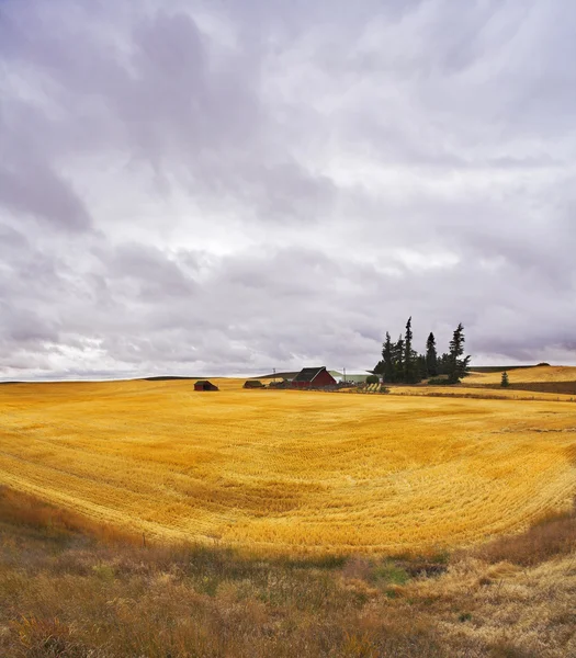 Huge field and some pines after a harvest — Stock Photo, Image