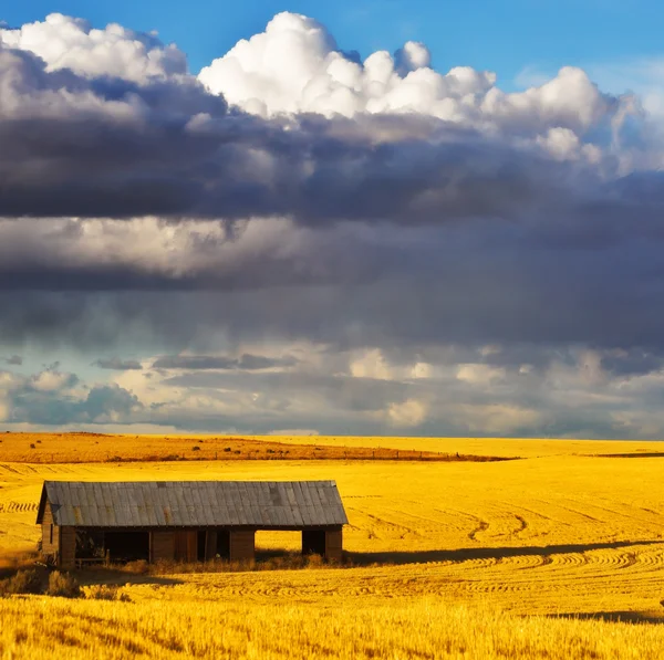 Empty shed in field after harvesting — Stock Photo, Image