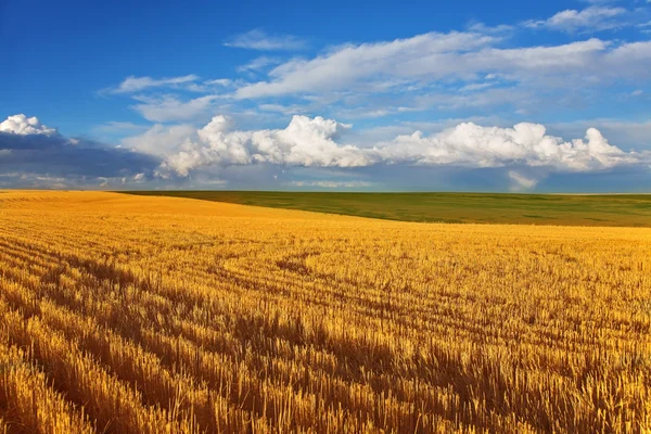 Solar autumn midday on fields of Montana — Stock Photo, Image