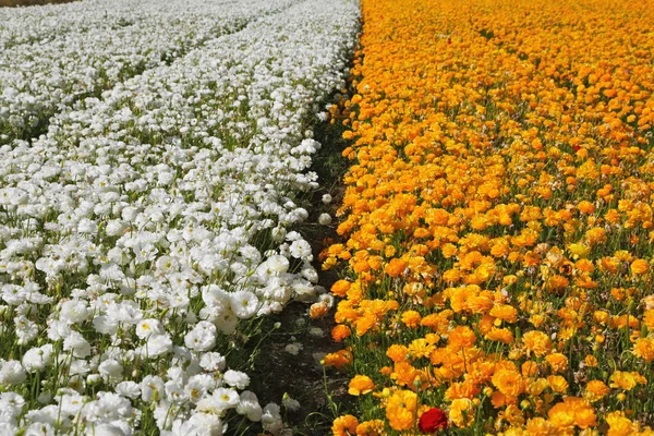 Renkli düğünçiçekleri büyük alan — Stok fotoğraf