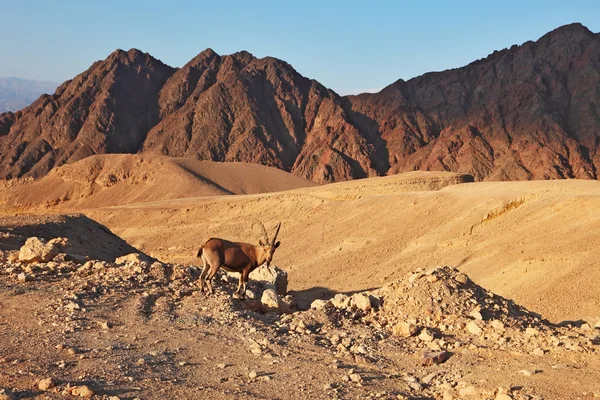 stock image The stone desert and wild mountain goat