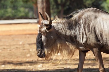 antilop wildebeest