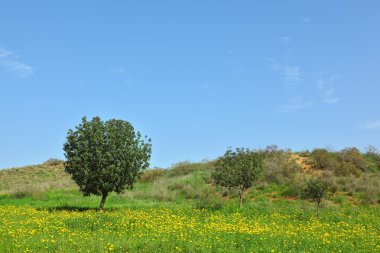 İsrail'den alanında erken Bahar.