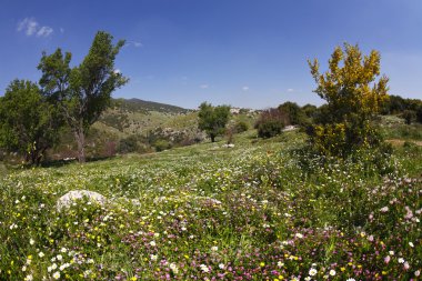 Vicinities of mountain Meron in spring day clipart