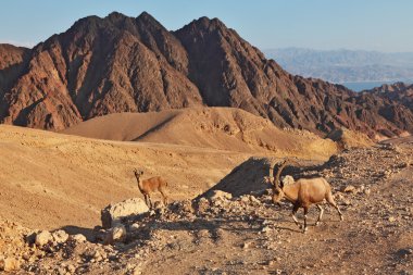 Family wild mountain goats in desert clipart