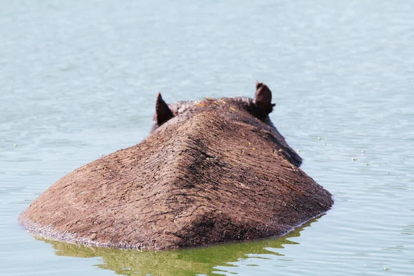 В жаркий день бегемот отдыхает на озере — стоковое фото