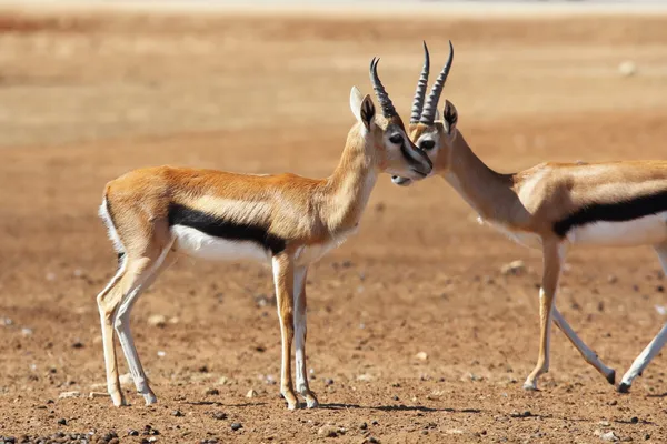 Dvě půvabné gazelle thomson — Stock fotografie