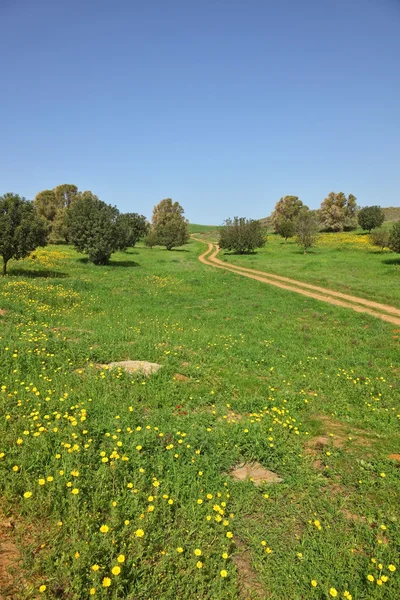 El sendero rural cruza un prado — Foto de Stock
