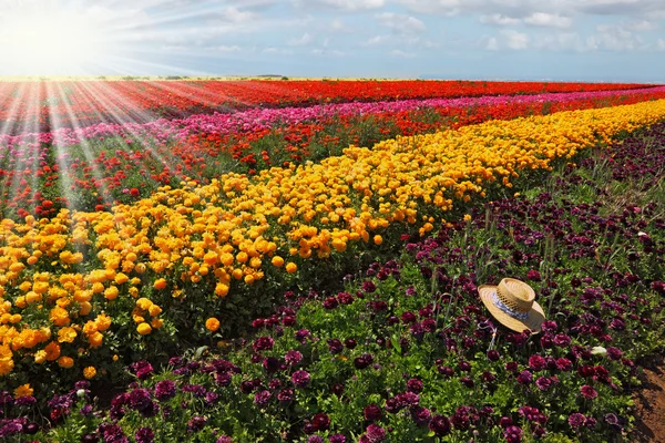 Das mehrfarbige Blumenfeld — Stockfoto