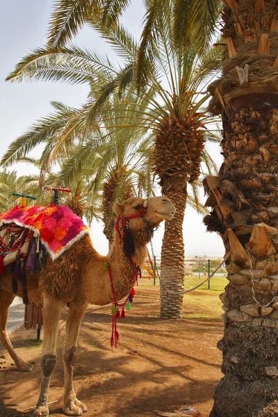 Um camelo em um pano de corpo vermelho — Fotografia de Stock