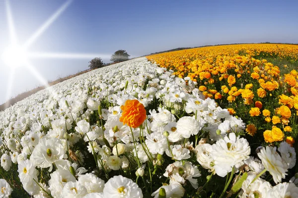 stock image The buttercups, photographed by an objective 