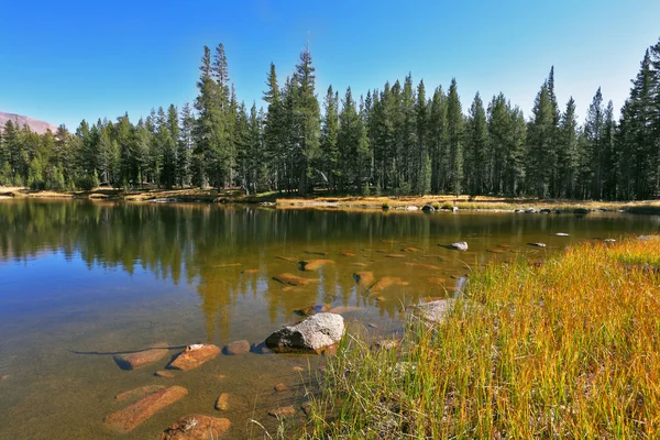 Vackra sjön och päls-träd — Stockfoto