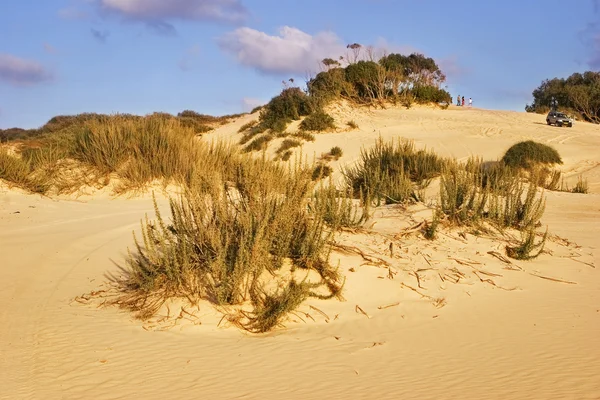 Буши на песке — стоковое фото
