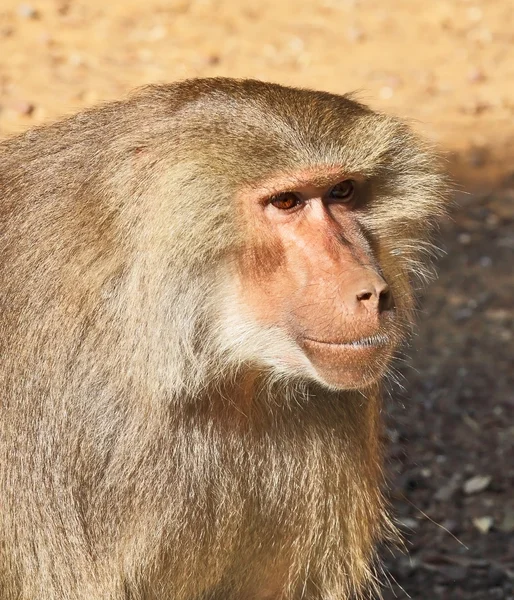 Orangutan apes — Stock Photo, Image