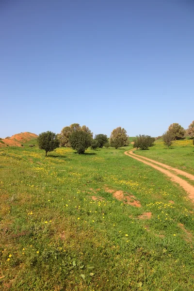 İsrail Güney bölgelerde ilkbahar. alanlar ve çayırlar — Stok fotoğraf