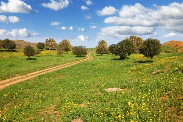 O caminho rural atravessa um prado — Fotografia de Stock