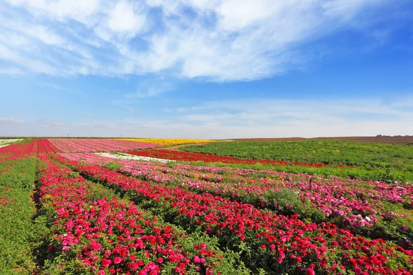 Grandes campos de flores rojas Ranunculus — Foto de Stock
