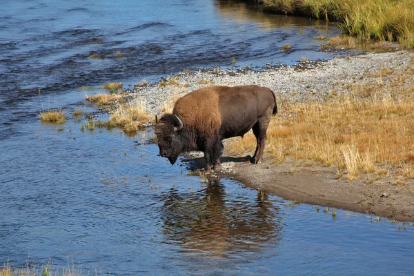 Bizonlar sulama yere Yellowstone gidin. — Stok fotoğraf
