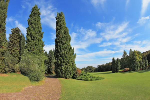 stock image Two slender cypress separated paved path