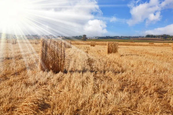 Campo após colheita de trigo — Fotografia de Stock