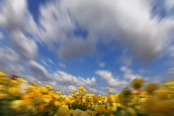 Chmury latający nad żółty jaskry — Zdjęcie stockowe
