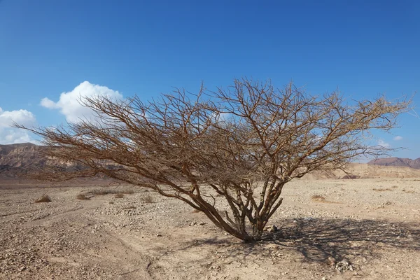 石沙漠中的树 — 图库照片