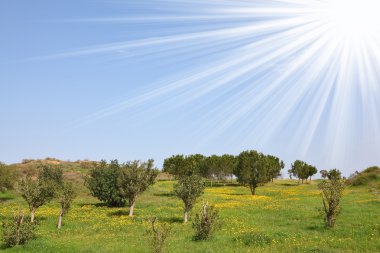 alanlar ve çayırlar ile yeşil çimen