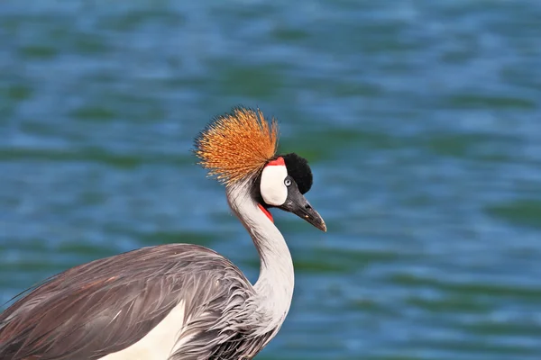 Elegantní pták s hřeben na hlavu — Stock fotografie