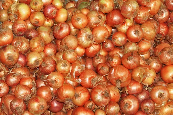 Orange bulb onion relish shine — Stock Photo, Image