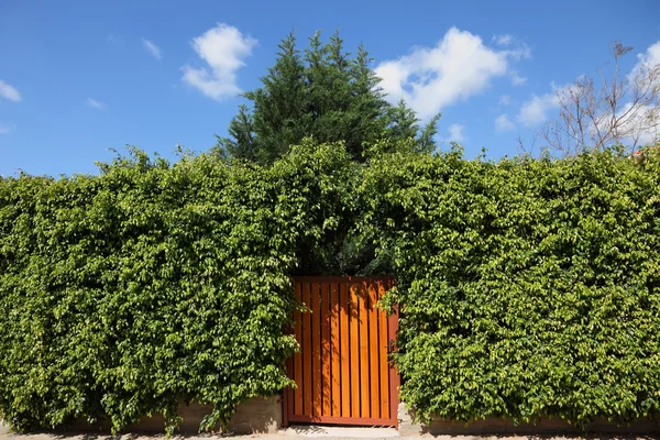 The high hedges and wooden gate — Stock Photo, Image