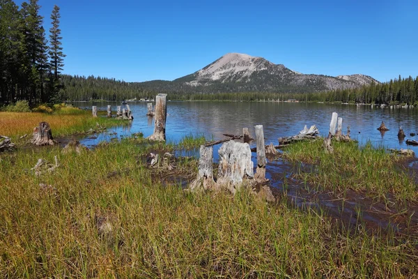 Shallow lakes, surrounded by stumps and snags — Stock Photo, Image