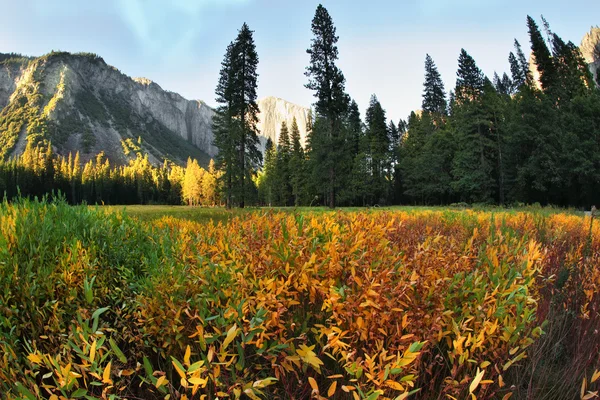 Поляна в парке Йосемити на закате — стоковое фото