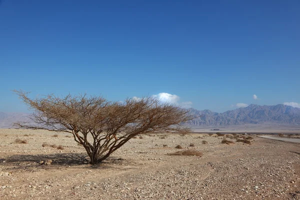 stock image Lonely tree in desert