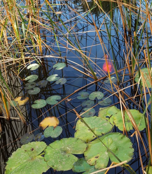 Die Seerosen blühen im Wasser — Stockfoto