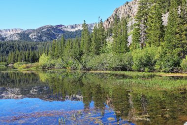 In the smooth water surface reflects coniferous forests clipart