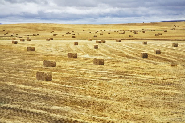 Huge field and stacks — Stock Photo, Image