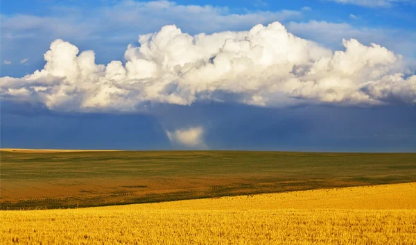 stock image Huge field after a rain